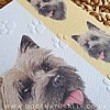 Cairn Terrier Card Simply Elegant Range (Close Up)